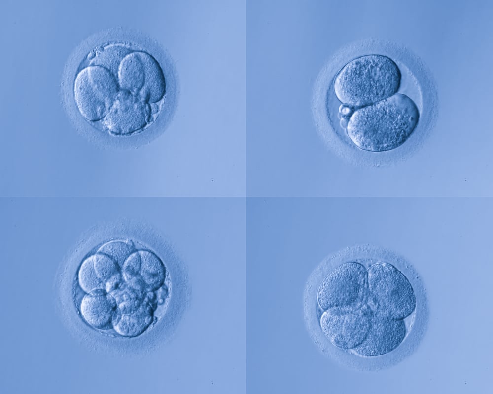 Stages of Embryo Development