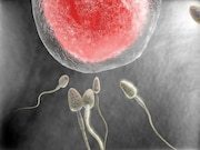 Female Anatomy May Play Big Role in Sperm’s Success